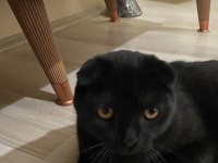 Scottish fold yavru çok güzel akıllı