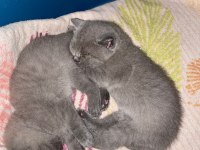 Birbirinden tatlı british shorthair oyuncu yavrularımız