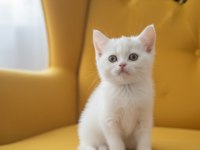 Küçük British Shorthair Minnaklarim