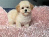 Poodle Ayarında F1 Maltipoo