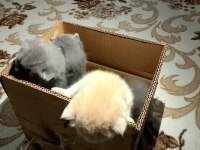 British shorthair yavrularımız yeni sahiplerini bekliyor