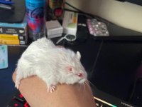 Hamsterlar beyaz kahve