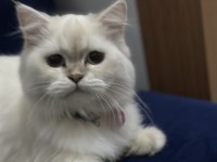 Acill 5 aylık dişi çok acilll açıklama oku