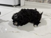 MALTİPOO YAVRULARI 2 AYLIK