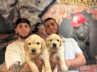 Burkem çiftliğimizden golden retriever dostunuz