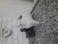 3 british shorthair yavrumuz yeni yuvasına gitmeye hazır