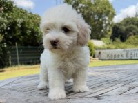 Keem beyaz özel renk maltipoo yavru
