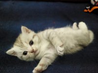 2 Adet Longhair Kedimiz
