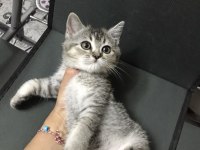 British Yavru Kedi