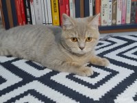 British shorthair uysal 4 yaşında dişi