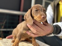 Petmode köpek çiftliğinde ziyarete açık dachshund
