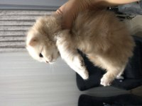 Chinchilla 2 erkek yavru