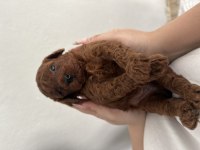 TEACUP POODLE DARK BROWN