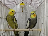 Dişi Ve Erkek Sultan Papağanı