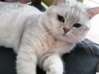 Yakışıklı british shorthair oğluma gelin aranıyor