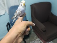 Yavru muhabbet kuşu