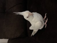 Albino erkek 1,5 yaşında sultan papağanı