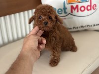 Petmode köpek çiftliğinden tea cup kore poodle