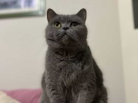 Ücretsiz sahiplendirme dişi british shorthair