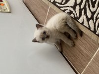 YAVRU BRİTİSH SHORTHAİR BLUEPOİNTLER