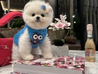 Ayı surat pomeranian bebeğim olaf