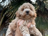 Kore Maltipoo