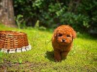 Toy Poodle Yavrular Aynı Gün Gönderim Kapıda Ödeme