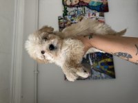 Maltipoo Dünya Güzeli