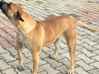 5 yaşında sakin kısır dişi çipli presa canario