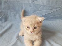 British creamy lilac ve silver british shorthair yavrular