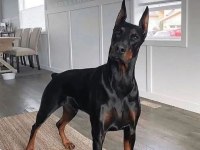DÜŞMANA KORKU SALAN DOBERMAN EJDERLER
