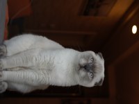 Scottish Fold Oğluma Eş Arıyorum