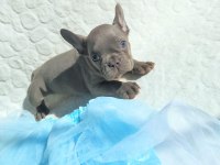 Güzeller güzeli french bulldog bebeklerimiz