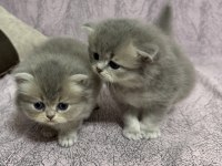 British Longhair sevimli iki kardeş