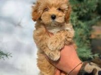 3 aylık maltipoo yavrular