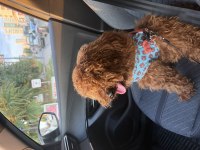 1 yaşında tam bir evcimen küçük poodle kafimizi