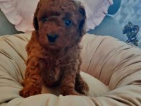 Toy Poodle Yavrularımız Sağlık Kontrolleri Yapıldı