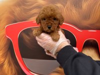 Toy poodle gofrikler
