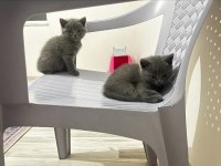 Sahiplendirme british shorthair