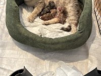 ÜCRETSİZ SAHİPLENDİRME KEDİLERİM