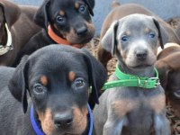 Estetikli Doberman bebekler kapıda ödeme mevcuttur