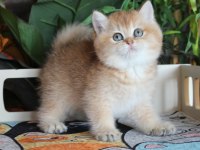 Safkan Şecereli Oyuncu Dişi British Shorthair Hemen Teslim