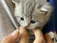 British shorthair kediler