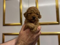 Sütten kesilen poodle bebekler
