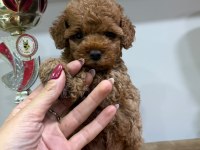 Orjinal Toy Poodle Yavruları 