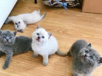 Scottish Ve British Shorthair Yavrular Yuvalarını Bekliyor