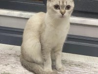Scottish Fold Ömürlük Yuva Arıyoruz