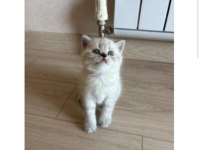 British shorthair yavrularımıza yuva arıyoruz