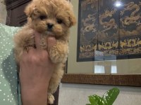 Kore maltipoo yavrular