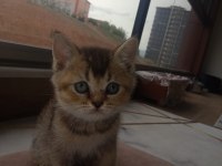 British shorthair yavrular